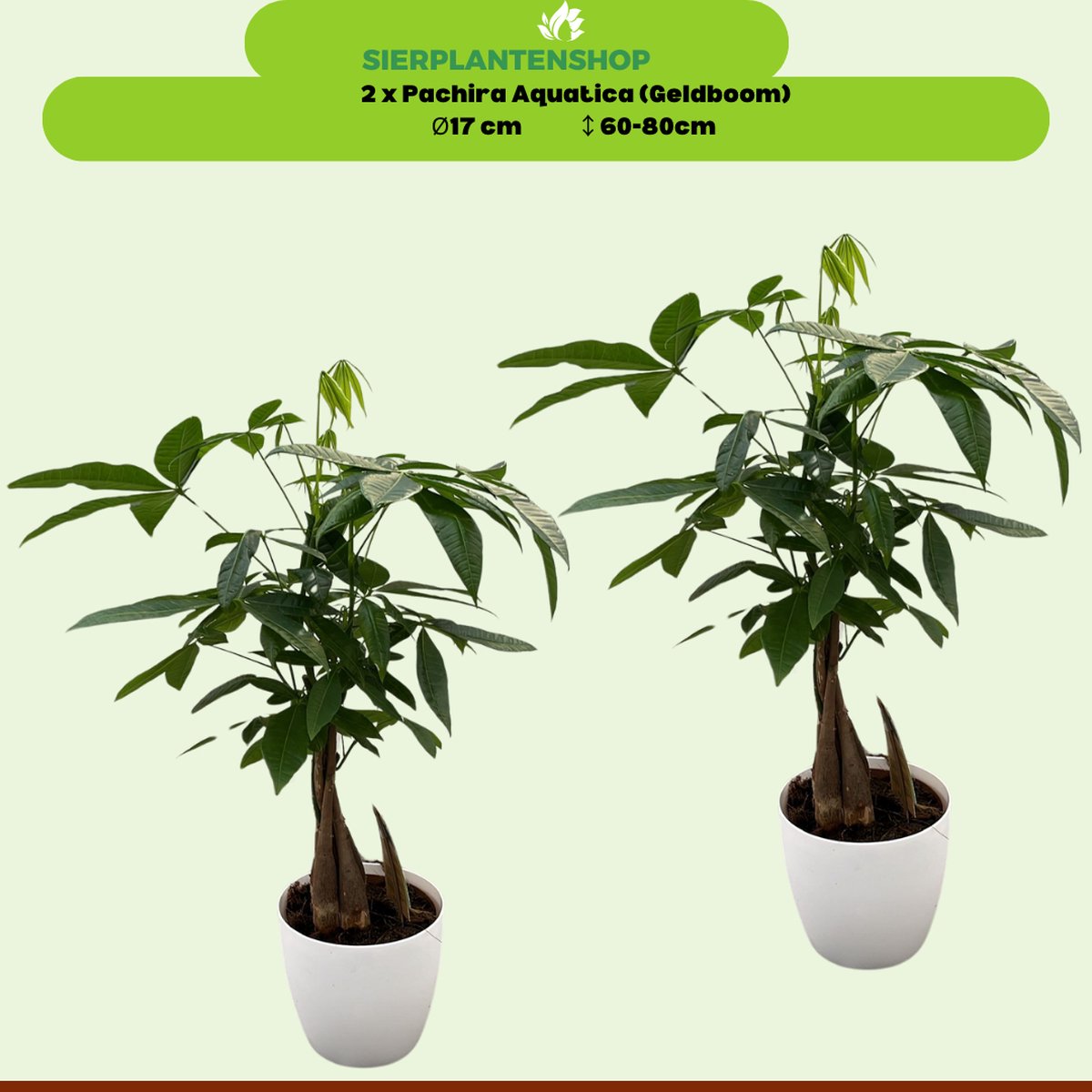 Pachira Duo met witte sierpotten 65cm -Ø12 Groene Kamerplant