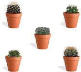 DutchLeafs Bolcactus Mix Mini Cactussen in Terracotta Bloempot - 5 Stuks - Kwekerspot 5,5 cm - Hoogte 8-15 cm - Mini Plantjes - Bolcactus Mammillaria Cactus Plant - Kamerplanten