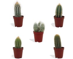 DutchLeafs Cereus Mix Mini Cactussen - 5 Stuks - Kwekerspot 5,5 cm - Hoogte 8-15 cm - Mini Plantjes - Zuilcactus - Cactus Plant - Kamerplanten