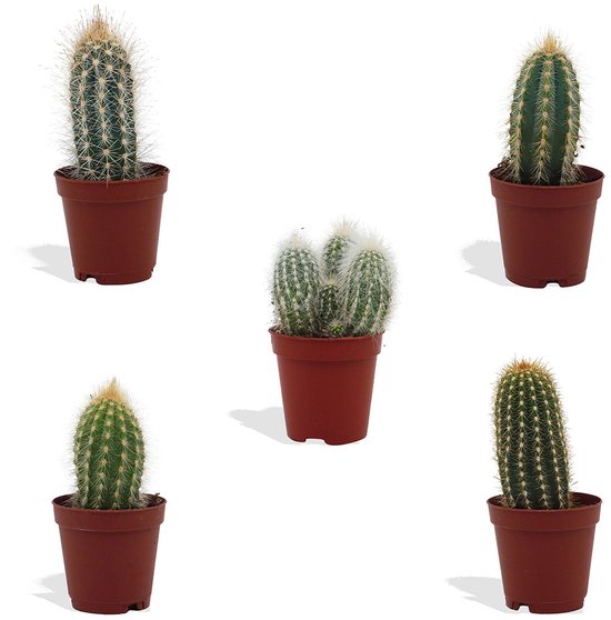 Mix Mini Cactussen – 5 Stuks – Zuilcactus