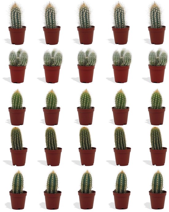 DutchLeafs Cereus Mix Mini Cactussen - 20 Stuks - Kwekerspot 5,5 cm - Hoogte 8-15 cm - Mini Plantjes - Zuilcactus - Cactus Plant - Kamerplanten