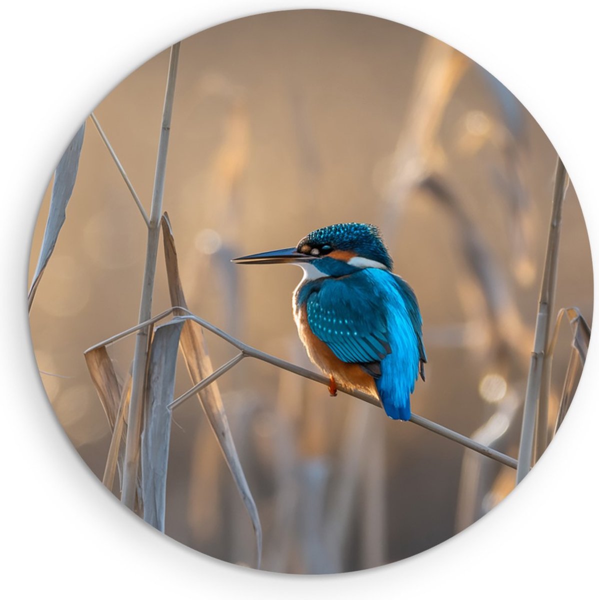 Saammp Forex Muurcirkel - Vogel op tak - Dieren - Bloemen - Ø 90 - Wandcirkel - Wanddecoratie Cirkel - muurdecoratie Woonkamer - Slaapkamer decoratie - Rond Schilderij