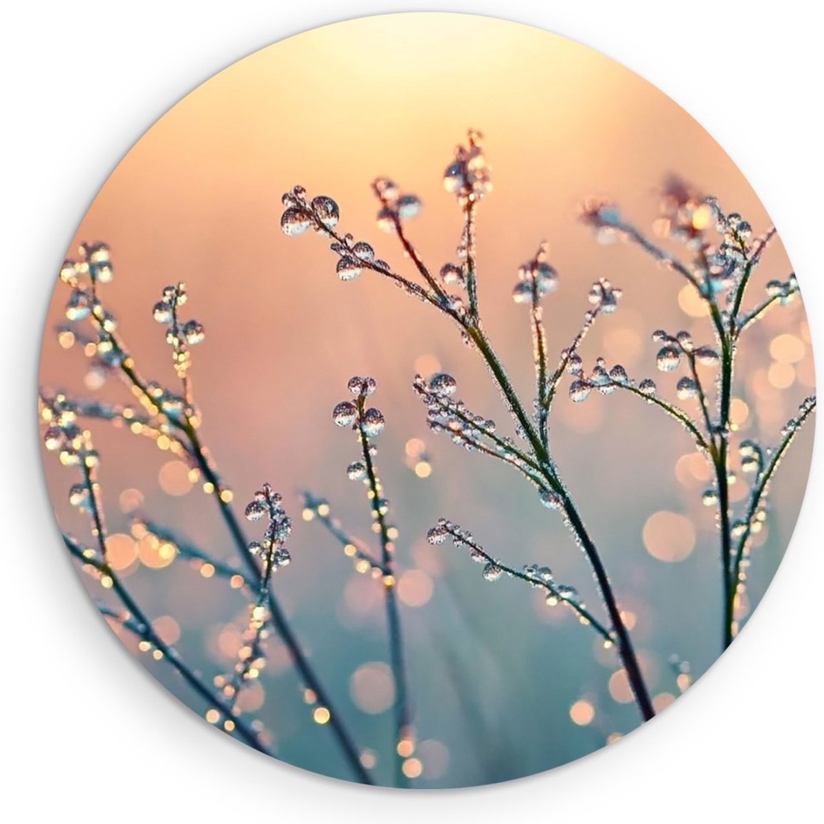 Saammp Forex Muurcirkel - Natte Planten - Natuur - Landschap - Ø 40 - Wandcirkel - Wanddecoratie Cirkel - Muurdecoratie Woonkamer - Slaapkamer decoratie - Rond Schilderij