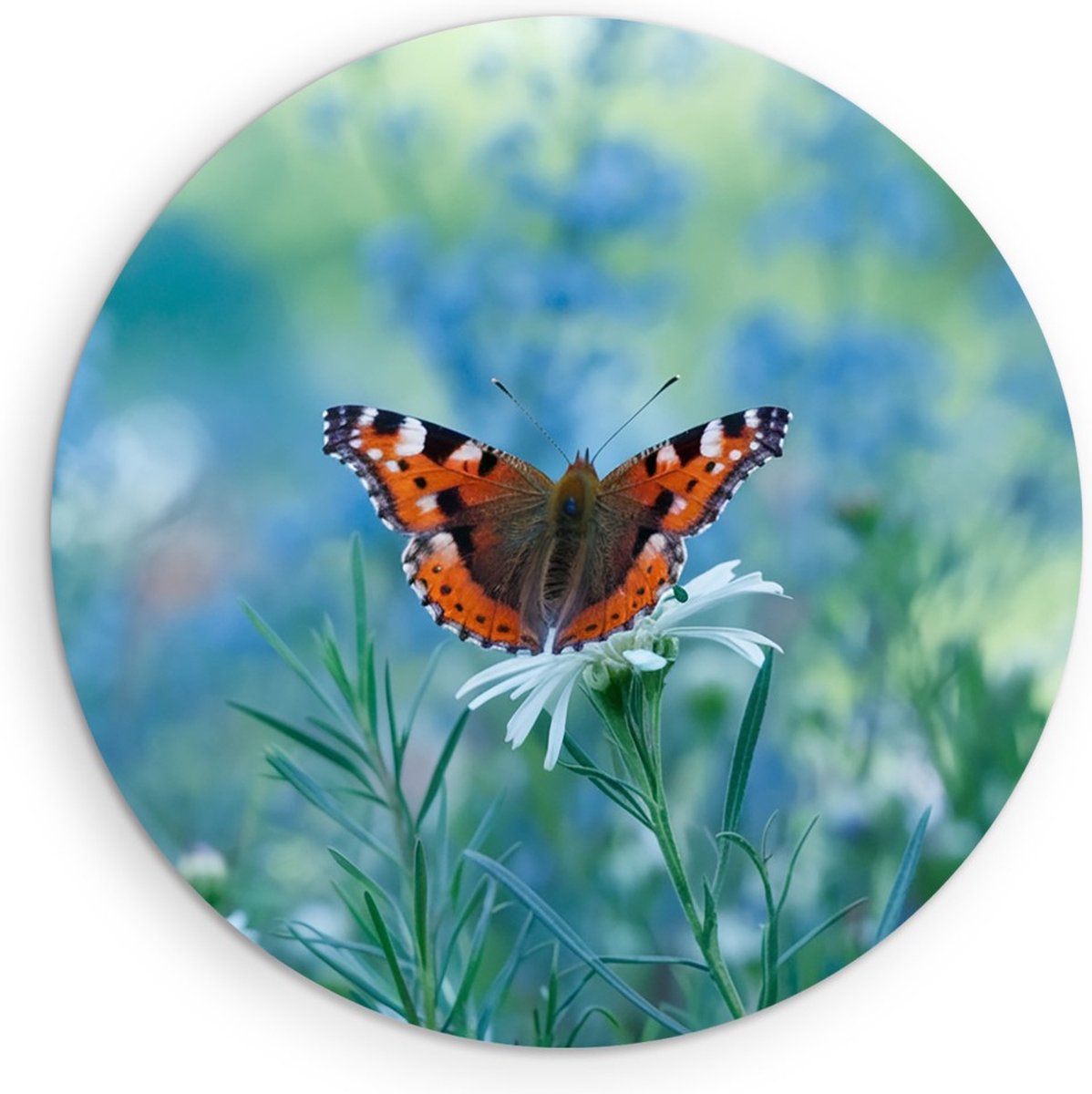 Saammp Forex Muurcirkel - Vlinder tussen de bloemen - Blauw - Dieren - Natuur - Ø 40 - Wandcirkel - Wanddecoratie Cirkel - muurdecoratie Woonkamer - Slaapkamer decoratie - Rond Schilderij