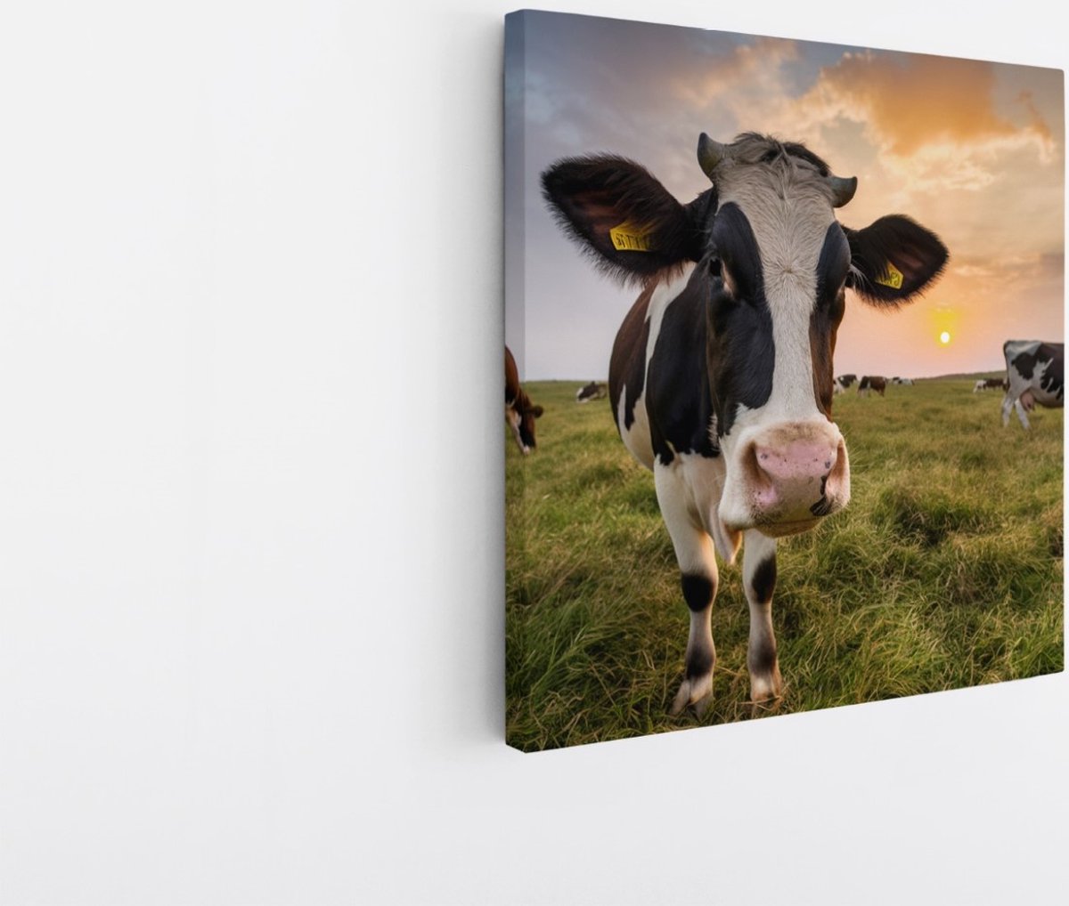 Saammp Canvas Schilderij - Koe in de wei met zonsondergang - Natuur - Dieren - 100x100 - Foto op canvas - Wanddecoratie - Muurdecoratie Woonkamer - Slaapkamer decoratie - Canvas Print Multicolor