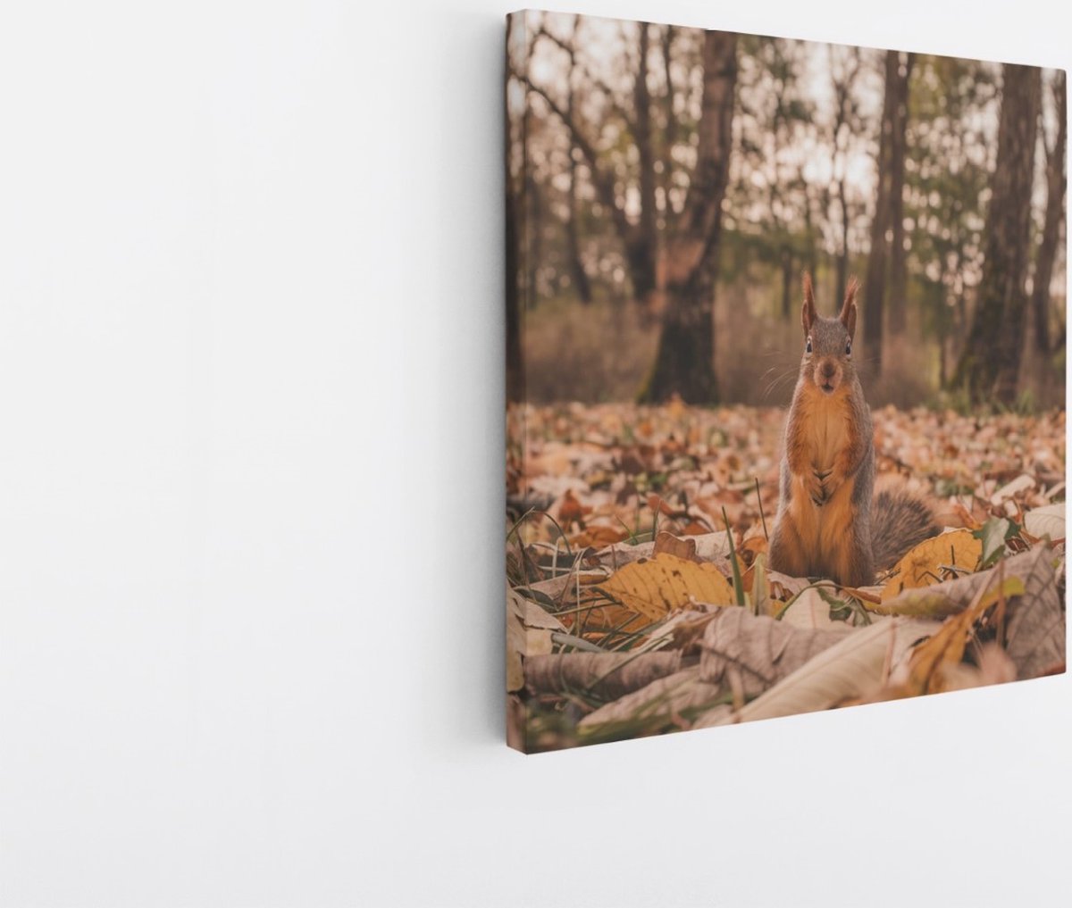 Saammp Canvas Schilderij - Eekhoorn tussen de bladeren - Natuur - Dieren - 100x100 - Foto op canvas - Wanddecoratie - Muurdecoratie Woonkamer - Slaapkamer decoratie - Canvas Print Multicolor