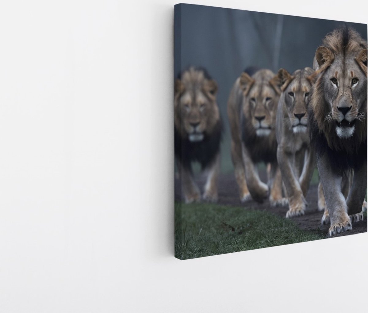 Saammp Canvas Schilderij - Leeuwen familie op pad - Dieren - Natuur - 20x20 - Foto op canvas - Wanddecoratie - Muurdecoratie Woonkamer - Slaapkamer decoratie - Canvas Print Multicolor