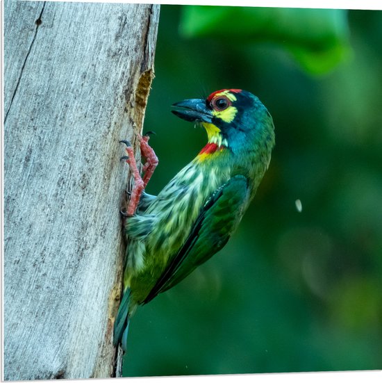 PVC Schuimplaat - Groene Kopersmid Vogel tegen Boomstam in de Groene Natuur - 80x80 cm Foto op PVC Schuimplaat (Met Ophangsysteem)