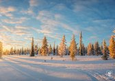 Papieren placemats - Sneeuwlandschap - 100 stuks - 42cm x 29,7cm - Bomen, Winter, Zonsopgang