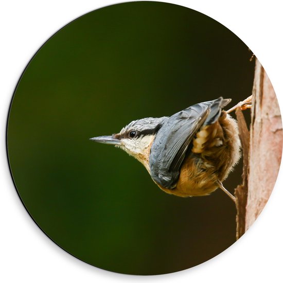 Dibond Muurcirkel - Opzijkijkende Boomklever Vogel in het Grijs - 30x30 cm Foto op Aluminium Muurcirkel (met ophangsysteem)