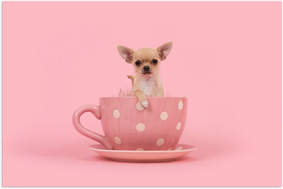 Poster (Mat) - Kleine Beige Chihuahua Hond in Roze Theekop op Roze Achtergrond - 60x40 cm Foto op Posterpapier met een Matte look