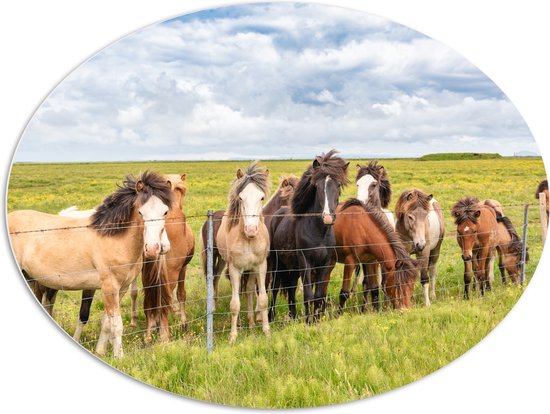 PVC Schuimplaat Ovaal - Kudde IJslander Paarden in Groene Wei onder Schapenwolken - 108x81 cm Foto op Ovaal (Met Ophangsysteem)