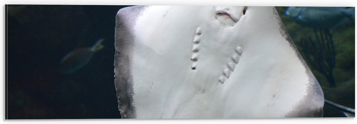 Dibond - Onderaanzicht van Rog zwemmend tegen Aquarium - 60x20 cm Foto op Aluminium (Met Ophangsysteem)