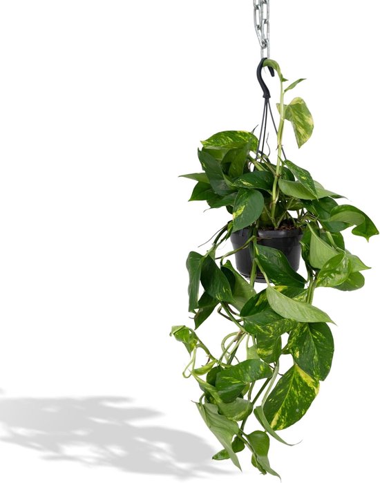 Hello Plants Epipremnum Aureum Scindapsus - Ø 15 cm - Hoogte: 25 cm - Drakenklimop Klimplant Hangplant
