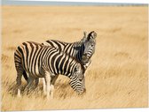Acrylglas - Zebra Duo door Droog Gras Landschap - 100x75 cm Foto op Acrylglas (Met Ophangsysteem)