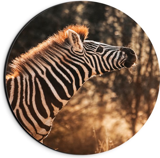 Dibond Muurcirkel - Zijaanzicht van Zebra met Kop Omhoog - 20x20 cm Foto op Aluminium Muurcirkel (met ophangsysteem)