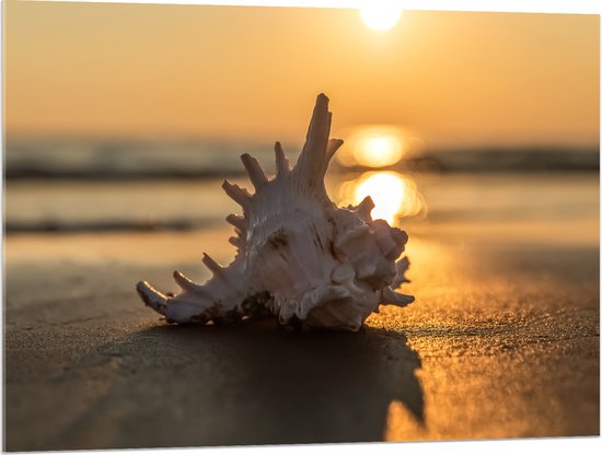 Acrylglas - Zeeschelp op het Strand aan de Zee tijdens Zonsondergang - 100x75 cm Foto op Acrylglas (Met Ophangsysteem)