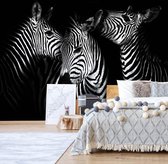 Fotobehangkoning - Behang - Fotobehang - Zebra - Zebra's - Vliesbehang - 152,5 x 104 cm