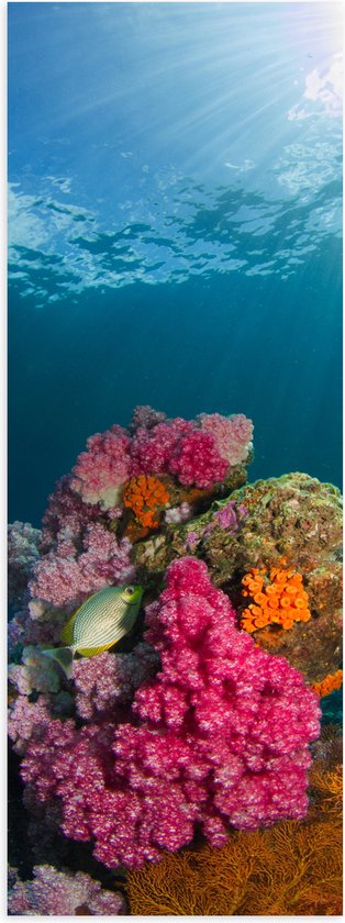 WallClassics - Poster (Matte) - Rayons de soleil sur le corail au fond de la mer - Photo 30x90 cm sur papier affiche à l'aspect mat