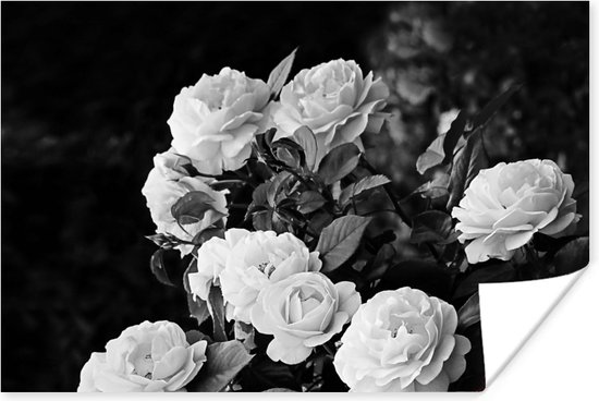 Poster Bloemen - Zwart wit - Natuur - Planten - Rozen - 30x20 cm