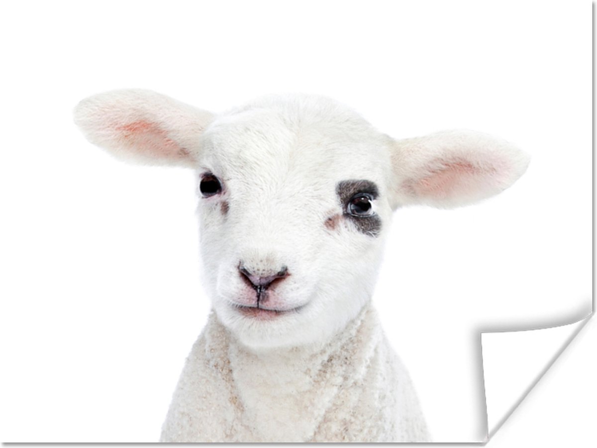 Poster Lam - Wit - Dieren - Natuur - 80x60 cm