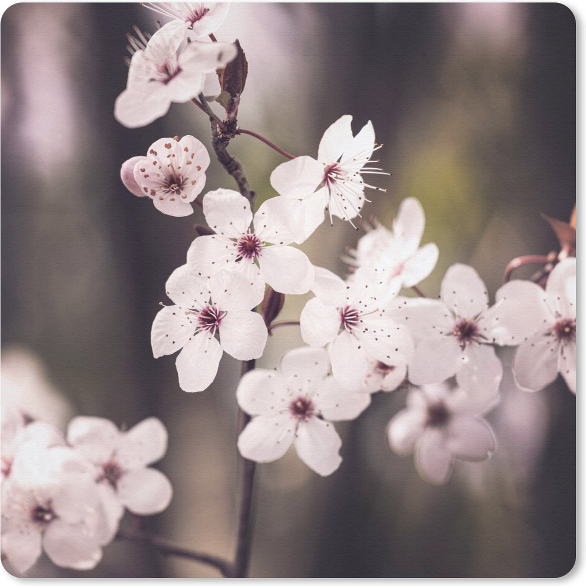 Muismat 20x20 cm - Mousepad Bloemen - Wit - Natuur - Plant - Bloesem - Muismatten