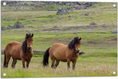 Tuinposter – Twee Bruine Wilde Paarden in de Bergen van IJsland - 75x50 cm Foto op Tuinposter (wanddecoratie voor buiten en binnen)