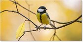 Affiche de clôture Mésange charbonnière - Branche - Vogel - Animaux - 200x100 cm - Toile de jardin