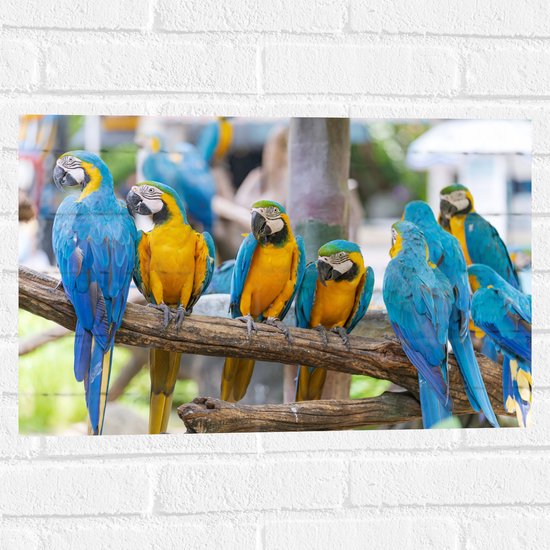 Muursticker - Groepje Are Papegaaien met Blauwe en Gele Veren op Tak - 60x40 cm Foto op Muursticker
