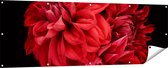 Gards Tuinposter Rode Dahlia Bloemen - 180x60 cm - Tuindoek - Tuindecoratie - Wanddecoratie buiten - Tuinschilderij
