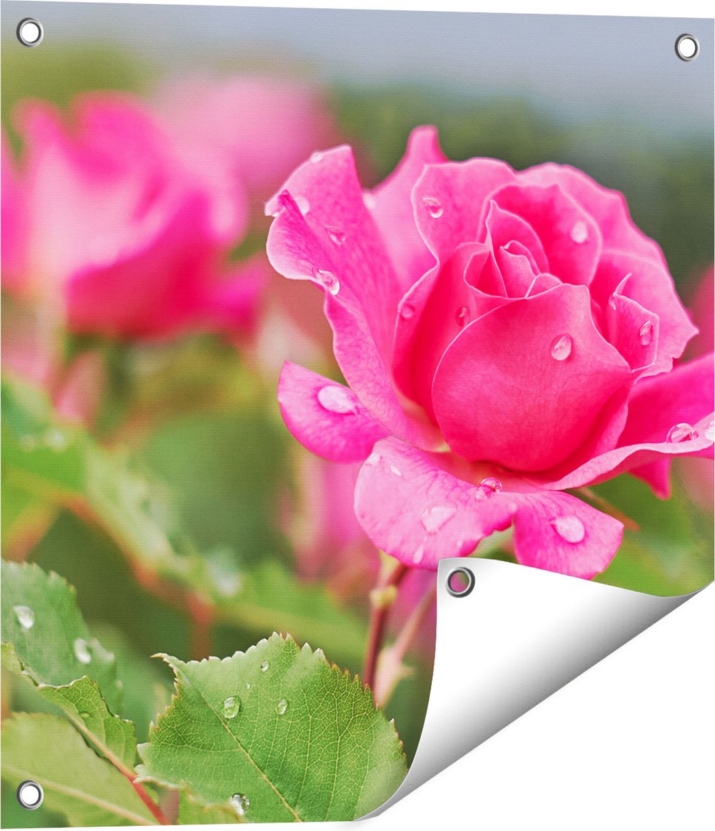 Gards Tuinposter Roze Roos met Waterdruppels - 50x50 cm - Tuindoek - Tuindecoratie - Wanddecoratie buiten - Tuinschilderij Multikleur