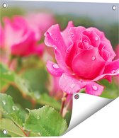 Gards Tuinposter Roze Roos met Waterdruppels - 50x50 cm - Tuindoek - Tuindecoratie - Wanddecoratie buiten - Tuinschilderij