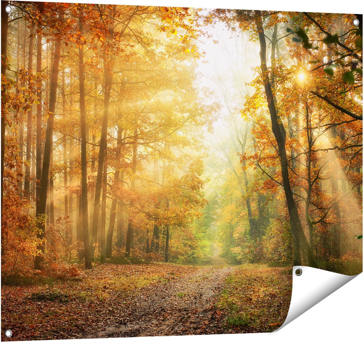 Gards Tuinposter Herfstbos met Zonneschijn - 100x80 cm - Tuindoek - Tuindecoratie - Wanddecoratie buiten - Tuinschilderij Multikleur