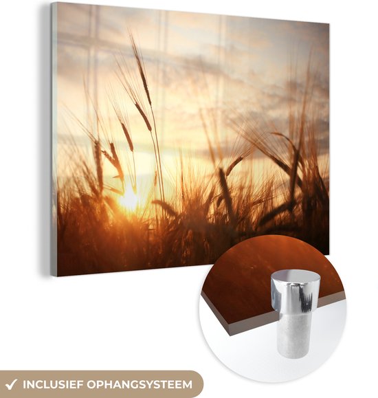 MuchoWow - Peinture sur verre - Photo sur verre - Roseau - Herbe - Soleil - Nature - 160x120 cm - Image sur verre - Décoration murale - Peinture nature - Verre acrylique