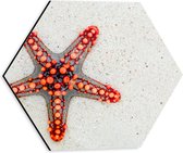 Dibond Hexagon - Rode Stekelster op het Zand - 30x26.1 cm Foto op Hexagon (Met Ophangsysteem)