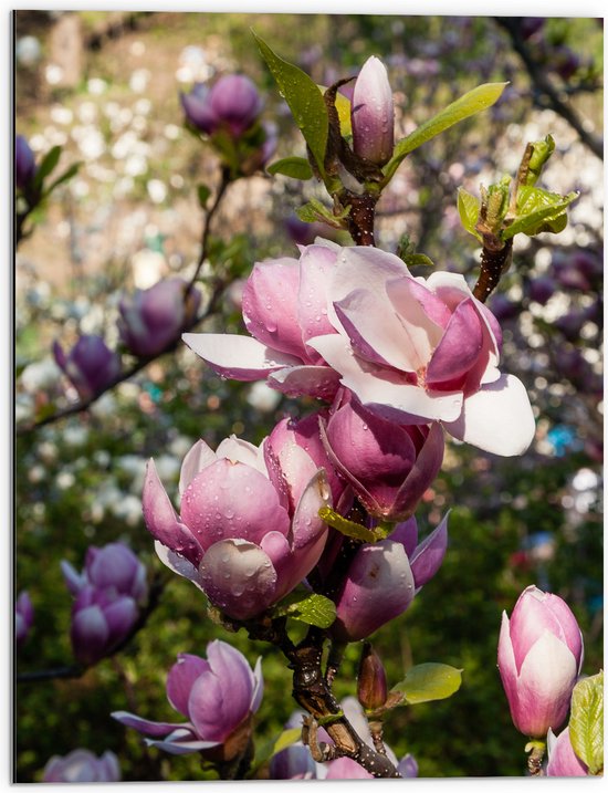 Dibond - Roze Magnolia Bloemen aan Struik in het Veld - 60x80 cm Foto op Aluminium (Met Ophangsysteem)