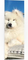 PVC Schuimplaat - Witte Pluizige Samoyeed Hond op Bank op Balkon - 30x90 cm Foto op PVC Schuimplaat (Met Ophangsysteem)