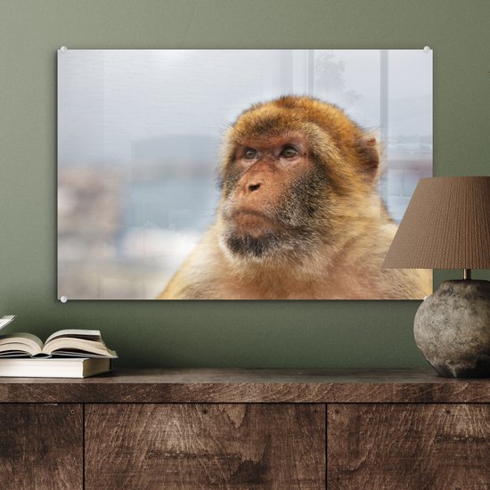 Portrait de macaque de barbarie Glas 60x40 cm - Tirage photo sur Glas (décoration murale en plexiglas)