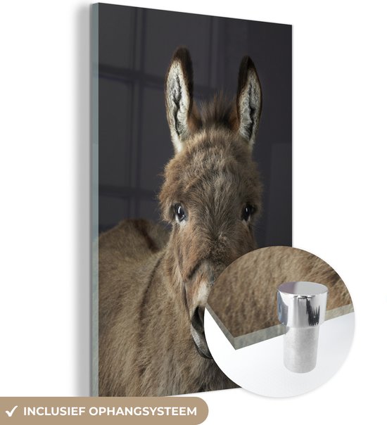 - Portret ezel - Foto op Glas