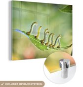 MuchoWow® Glasschilderij - Rupsen die over een blad lopen - 120x90 cm - Acrylglas Schilderijen - Foto op Glas