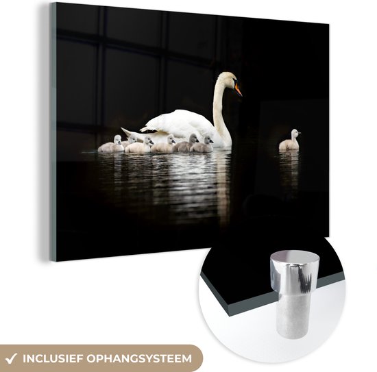 Glas cygne avec garçon 30x20 cm - petit - Tirage photo sur Glas (décoration murale en plexiglas)