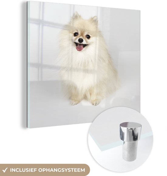 MuchoWow® Peinture sur verre 90x90 cm - Peinture acrylique sur verre - Pomeranian heureux - Photo sur verre - Peintures