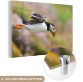 MuchoWow® Glasschilderij 90x60 cm - Schilderij acrylglas - Een duikende papegaaiduiker - Foto op glas - Schilderijen