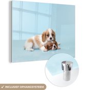 MuchoWow® Glasschilderij - Twee slaperige pups - 40x30 cm - Acrylglas Schilderijen - Foto op Glas