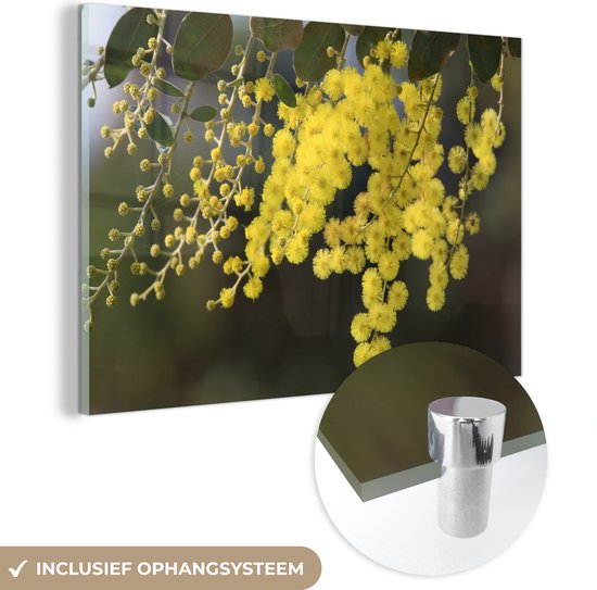 MuchoWow® Glasschilderij 60x40 cm - Schilderij acrylglas - Mimosa plant met gele bladeren - Foto op glas - Schilderijen