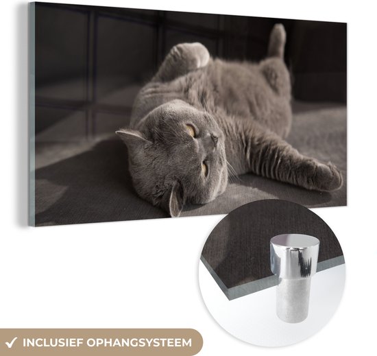 MuchoWow® Glasschilderij 80x40 cm - Schilderij acrylglas - Dier - Poes - Grijs - Foto op glas - Schilderijen