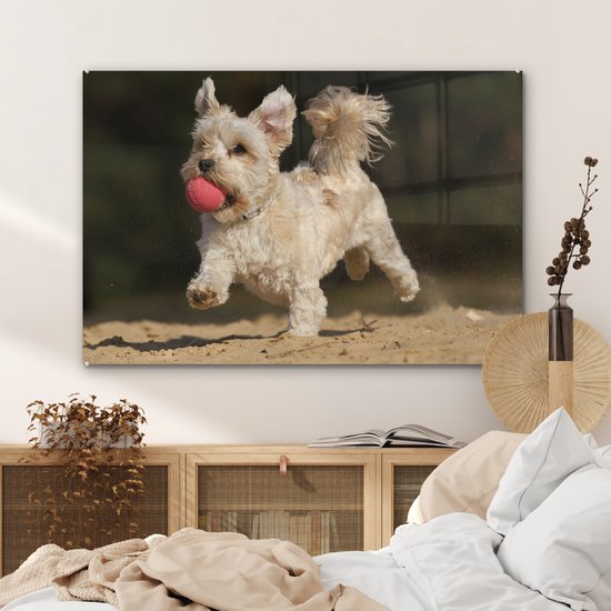 Un chien maltais avec une boule rouge en plexiglas 120x80 cm - Tirage photo sur Glas (décoration murale en plexiglas)