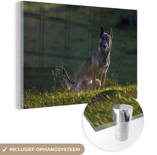 Un Malinois veille sur son pâturage Plexiglas 90x60 cm - Tirage photo sur Glas (décoration murale plexiglas)