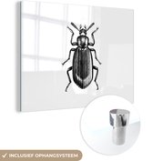 MuchoWow® Peinture sur verre 40x30 cm - Peinture sur verre acrylique - Coléoptère - Animaux - Vintage - Photo sur verre - Peintures