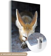 Un renard Fennec endormi sur le sol Plexiglas 60x80 cm - Tirage photo sur Glas (décoration murale plexiglas)